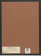 Surirella pulchra Lend. (de-Toni-Nr.: Genus 53, Species 2292) Zeichnungen Sammlung Grunow Mappe 02497 (Herbarium_W_Grunow_drawings_Folder_02497)